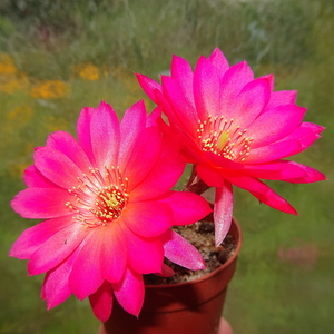 DSC03911Chamaecereus Lincoln Friend
