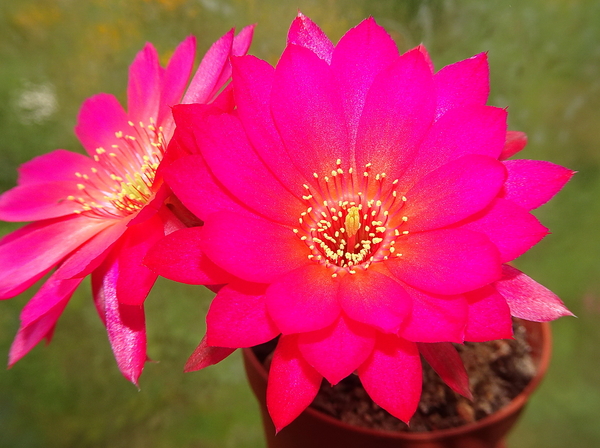 DSC03912Chamaecereus Lincoln Friend