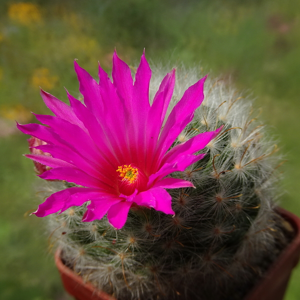 DSC03917Mammillaria guelzowiana