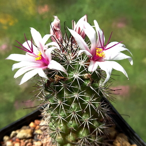 DSC03918Mammillaria fraileana