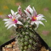 DSC03919Mammillaria fraileana