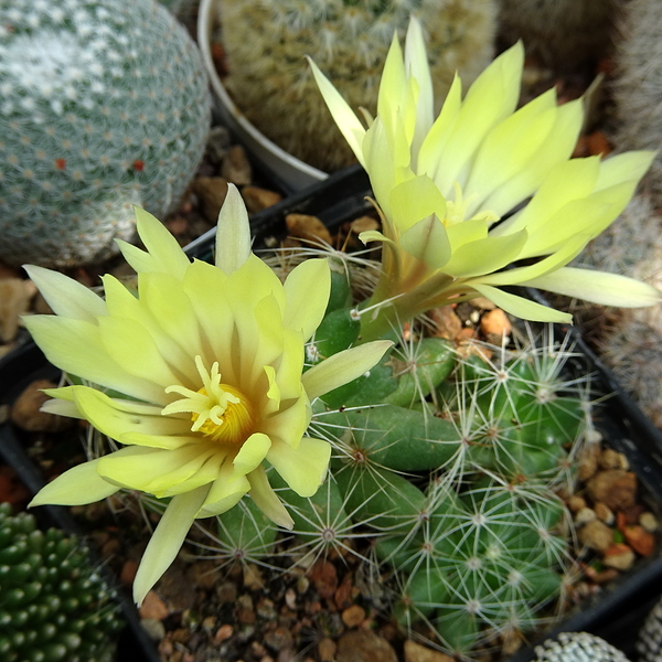 DSC03920Mammillaria sphaerica