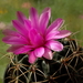 DSC03927Gymnocalycium sp.