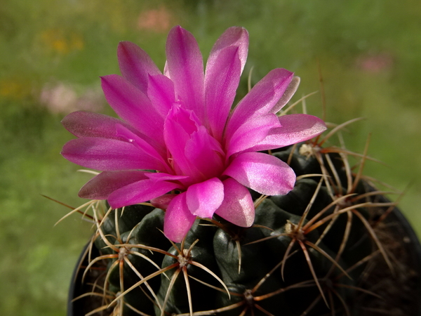 DSC03927Gymnocalycium sp.