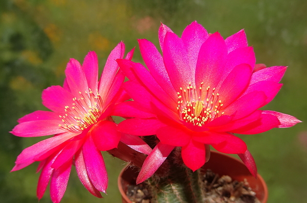 DSC03928Chamaecereus Lincoln Friend