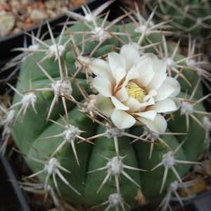 DSC03930Gymnocalycium nigriareolatum Catamaraca, Arg.