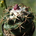 DSC03985Coryphantha elephantidens