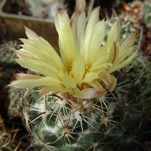 DSC03991Coryphantha cornifera