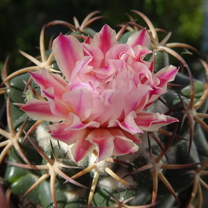 DSC03997Coryphantha elephantidens