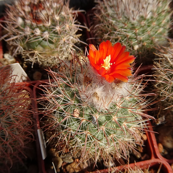 DSC04003Parodia cachiana ME88