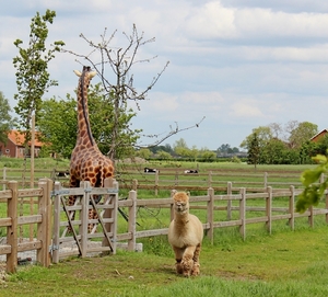 Noorderkempen-rit_Tam-beest