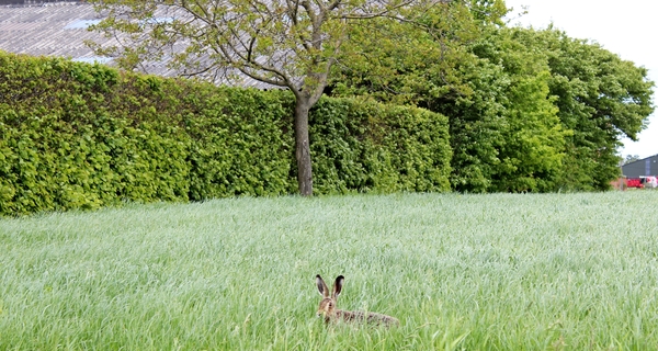 Noorderkempen-rit_Wild-Beest