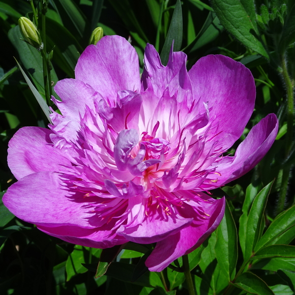 DSC02130Madame Butterfly