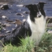 hond 12 (Small)