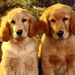 hond 25 (Small)