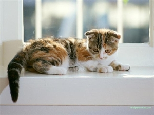 kat 100 (Small)