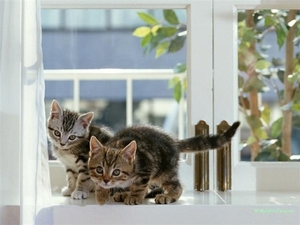 kat 101 (Small)