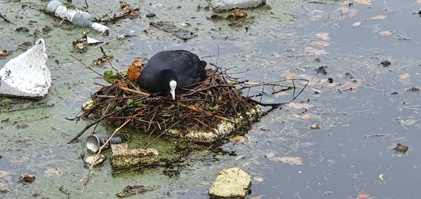 Voorjaar aan de sluis 24 november 2020