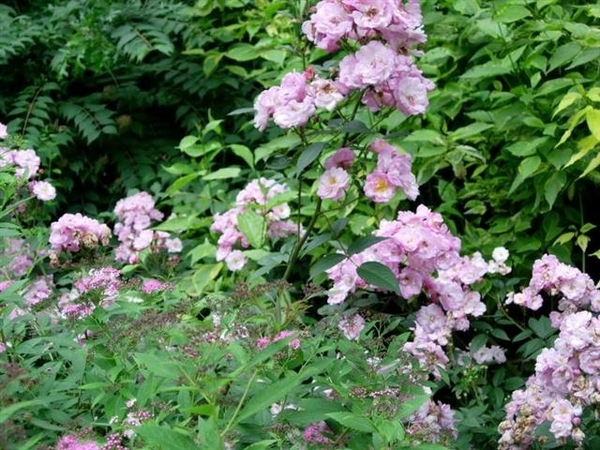 DSCN5104 (Medium) (Small)