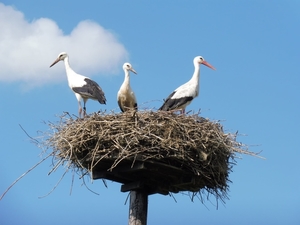 Ooievaars!,bij het info centrum in Den Nul,Juni 2020