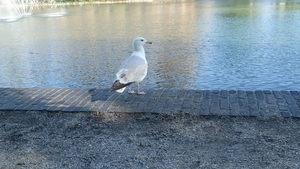 Rondom de Hofvijver