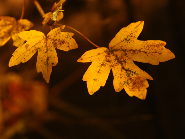 Herfst,bladeren,kleur,