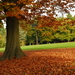 Herfst in Bokrijk