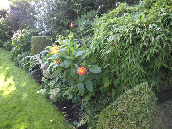 dalia