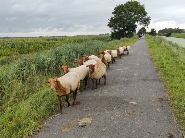 vierdaagse ijzer wandelen