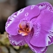 Orchidee