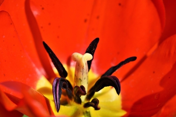 Tulp