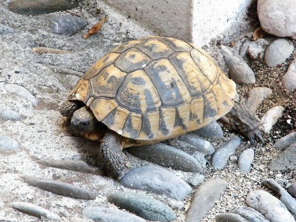 intersoc bosni cultuur reisduiveltje