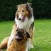 dogs-6463032_960_720