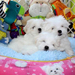 Schattige Maltese puppy's