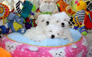 Schattige Maltese puppy's