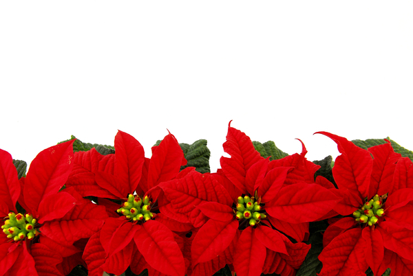 Poinsettia,bloemen,kerst,ster,roos,feest,winter