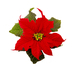 Poinsettia