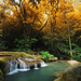 890928-full-size-beautiful-forest-wallpaper-2560x1600-for-mac