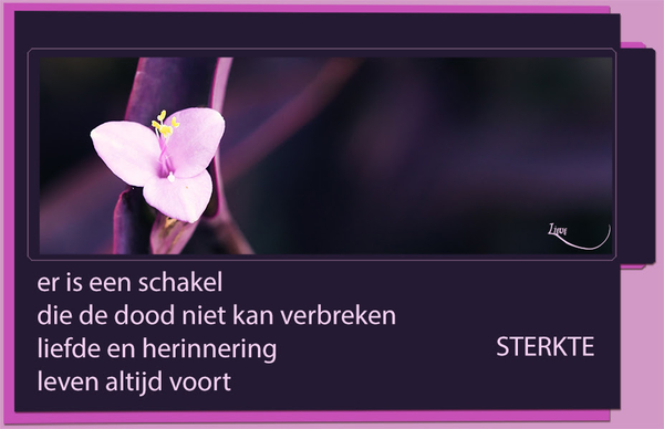 lavendel  1