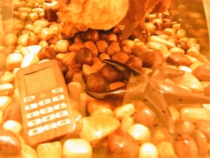 DSCF5551