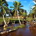 rivier-palmboom-meer-tropen-achtergrond