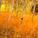 herfst-landschap-natuur-amerikaanse-esp-papierberk-achtergrond