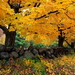 herfst-landschap-natuur-gele-achtergrond