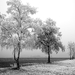 winter-witte-natuur-zwart-achtergrond