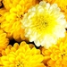 bloemen-bloem-mozaiek-gele-bloemblad-achtergrond