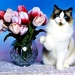 katten-bloemen-katje-witte-achtergrond