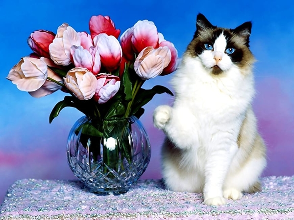 katten-bloemen-katje-witte-achtergrond
