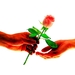 liefde-bloemen-rode-hand-achtergrond
