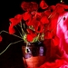 papaver-rode-stilleven-bloemen-achtergrond