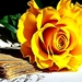 stilleven-bloemen-gele-roos-achtergrond